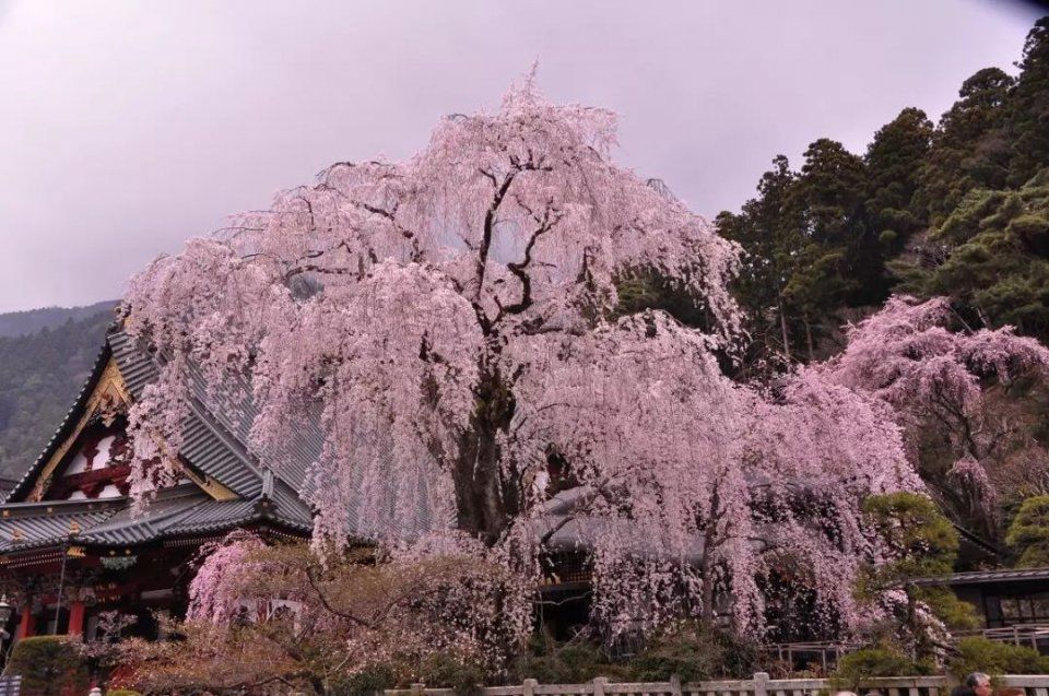 在朋友圈看完北海道的雪,樱花又要来了