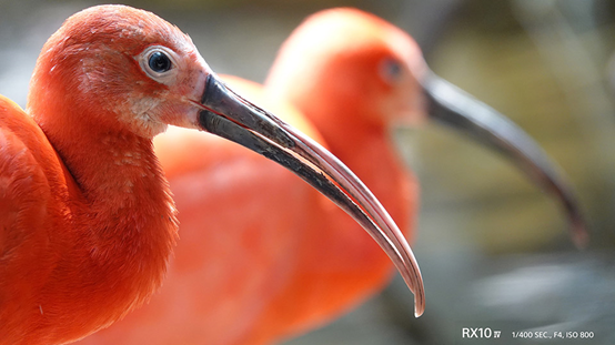 索尼黑卡RX10M4 享受自由随意的拍摄乐趣