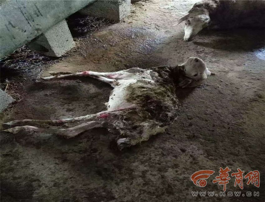 羊场50只羊蹊跷亡损失约4万 血印满地疑作案者竟是