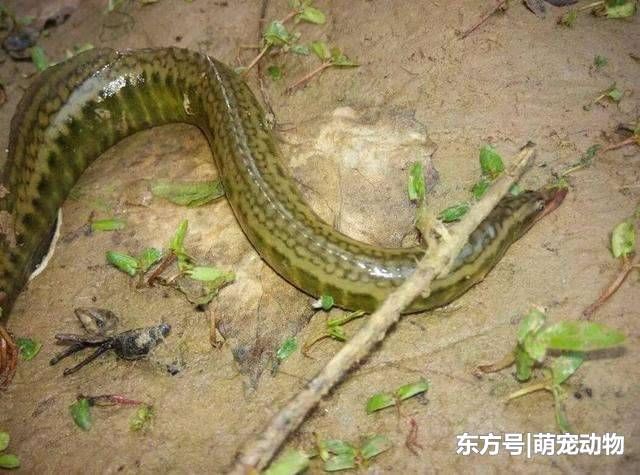 随身带把刀的鱼, 听说有毒不敢吃, 现在百元一