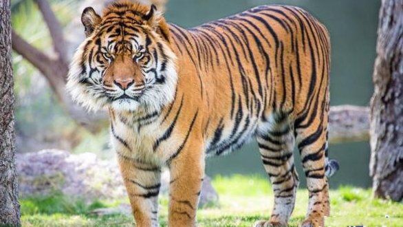 雌虎的体重在75-100公斤,体长为198厘米,是现存的世界上最小的老虎