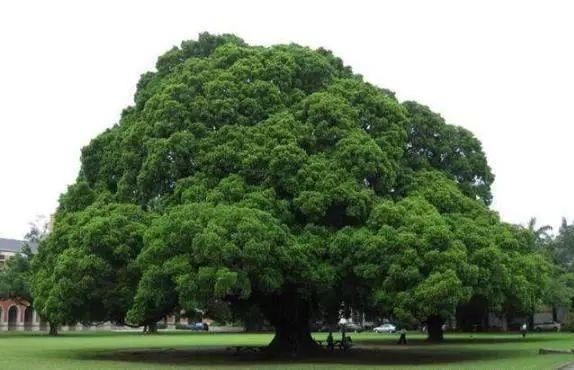 哪棵树最高大,测你另一半身高有多高!