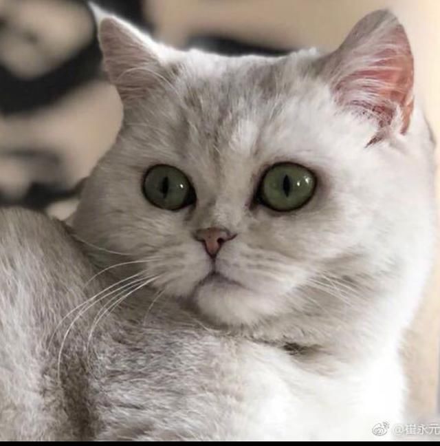 华谊兄弟回应崔永元上热搜!袁立的微博字字珠