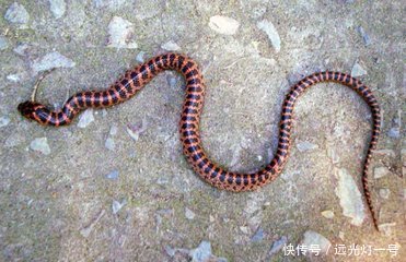 宁波村民捉4斤重五步蛇!野外被毒蛇咬伤应急方