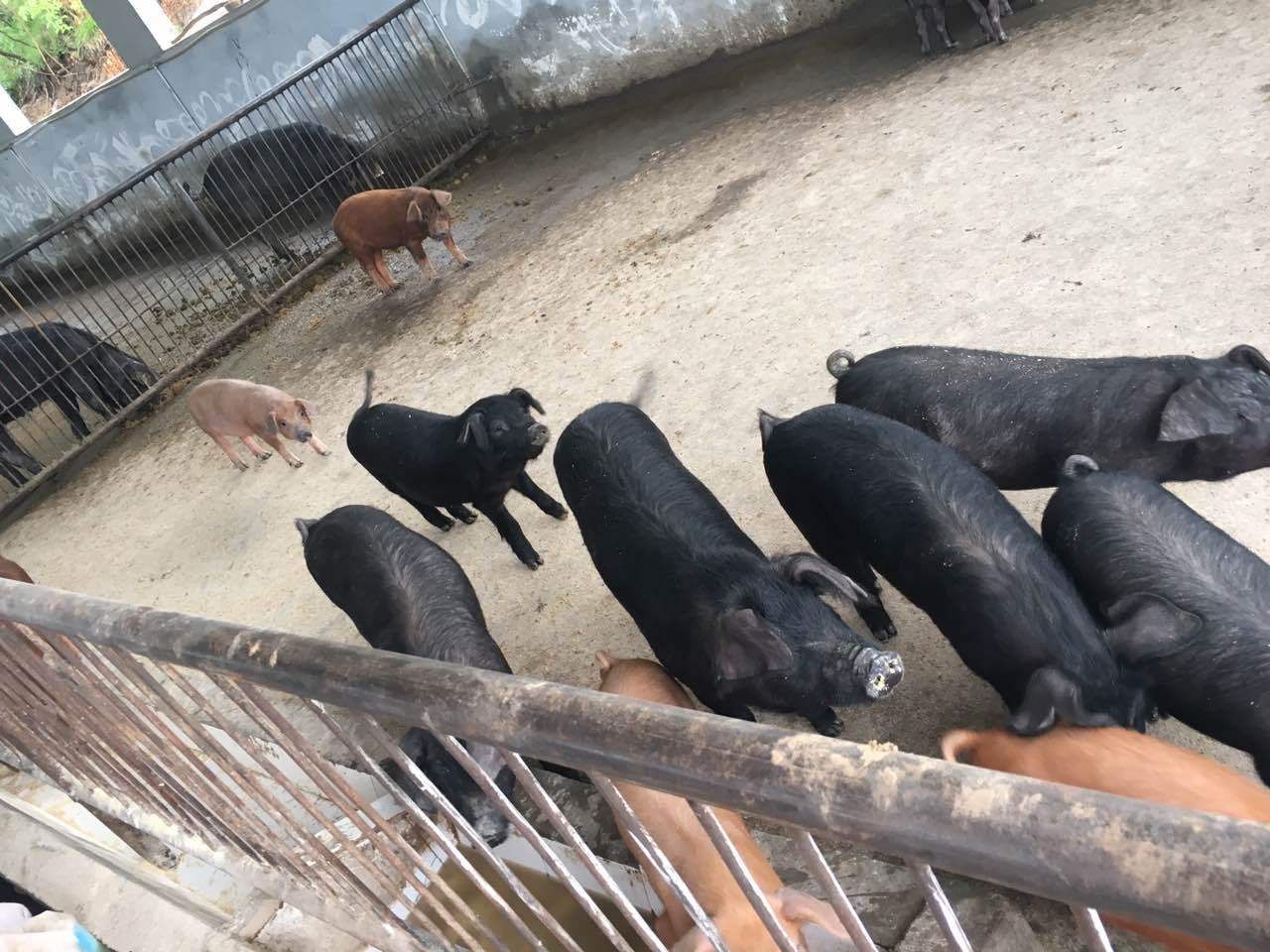 在隴南徽縣大河店鎮火石村,當地村民通過養殖徽縣本地土豬品種