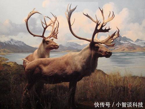 灭绝几百年动物,又大摇大摆地出现了!