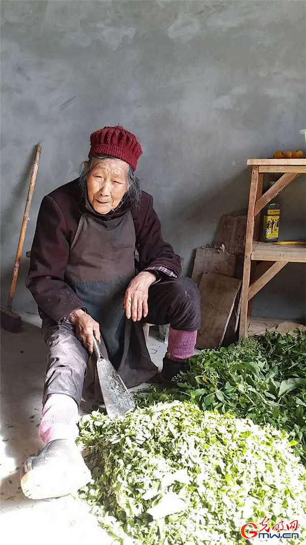 张川奶奶,96岁的老人在切菜叶子