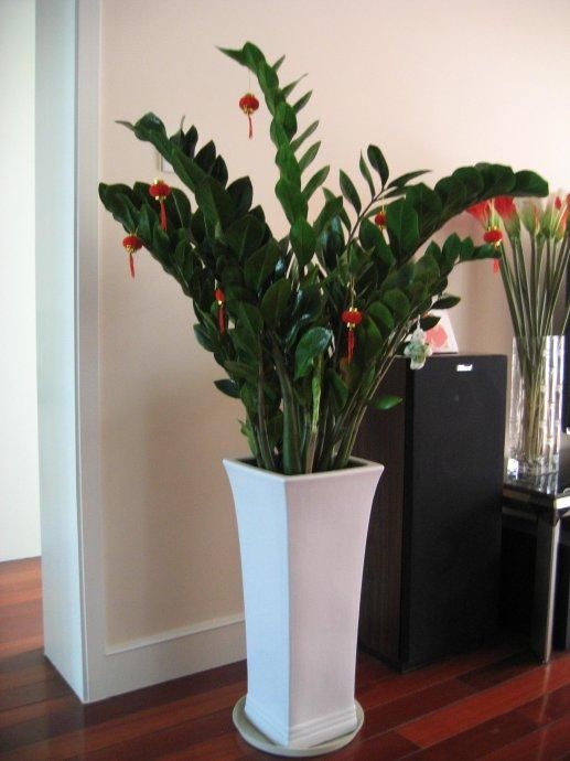 金钱树养护技巧,有很多好处!夏季怎么扦插呢?