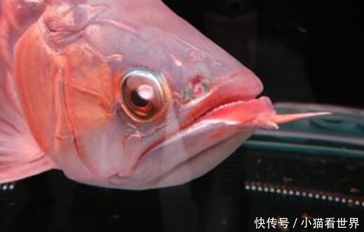 最贵的鱼是什么鱼?世界最贵的鱼你知道吗?