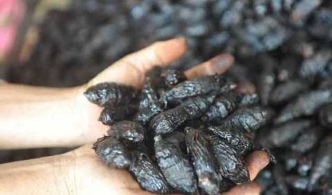 它被世界卫生组织列为一级致癌物,很多人拿它