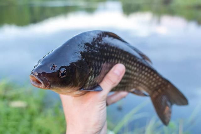 鲫鱼是钓友们最为青睐的鱼种,一年四季都可垂钓,哪怕是在现在寒冷的
