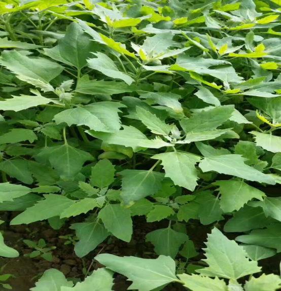 作物藜麦是一种碱性食品