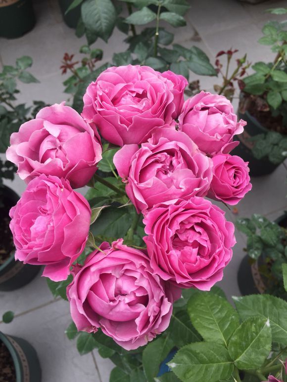 月季新品种,超可爱的紫雾泡泡,种了绝对不后悔