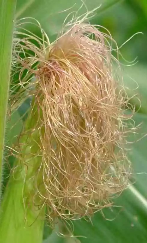 孕晚期排胎毒吃什么好?胎毒最怕这五种食物,孕