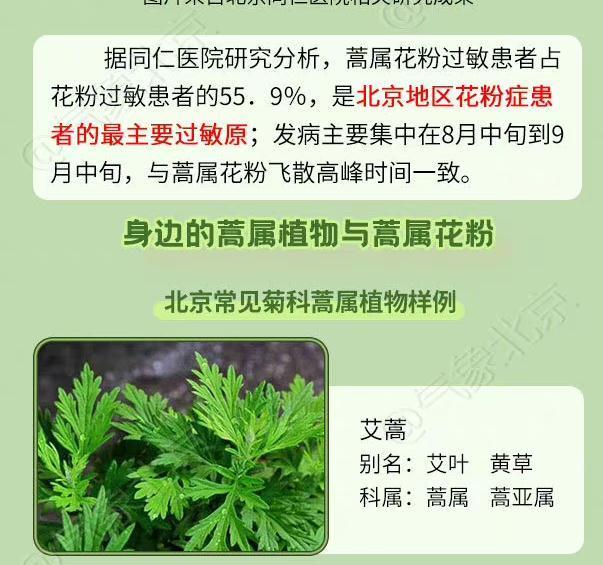 北京夏秋季花粉期开始 花粉过敏患者提前做好防护 北京夏秋季花粉期开始 花粉过敏患者提前做好防护