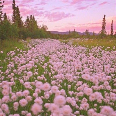 能带来好运的图片微信头像