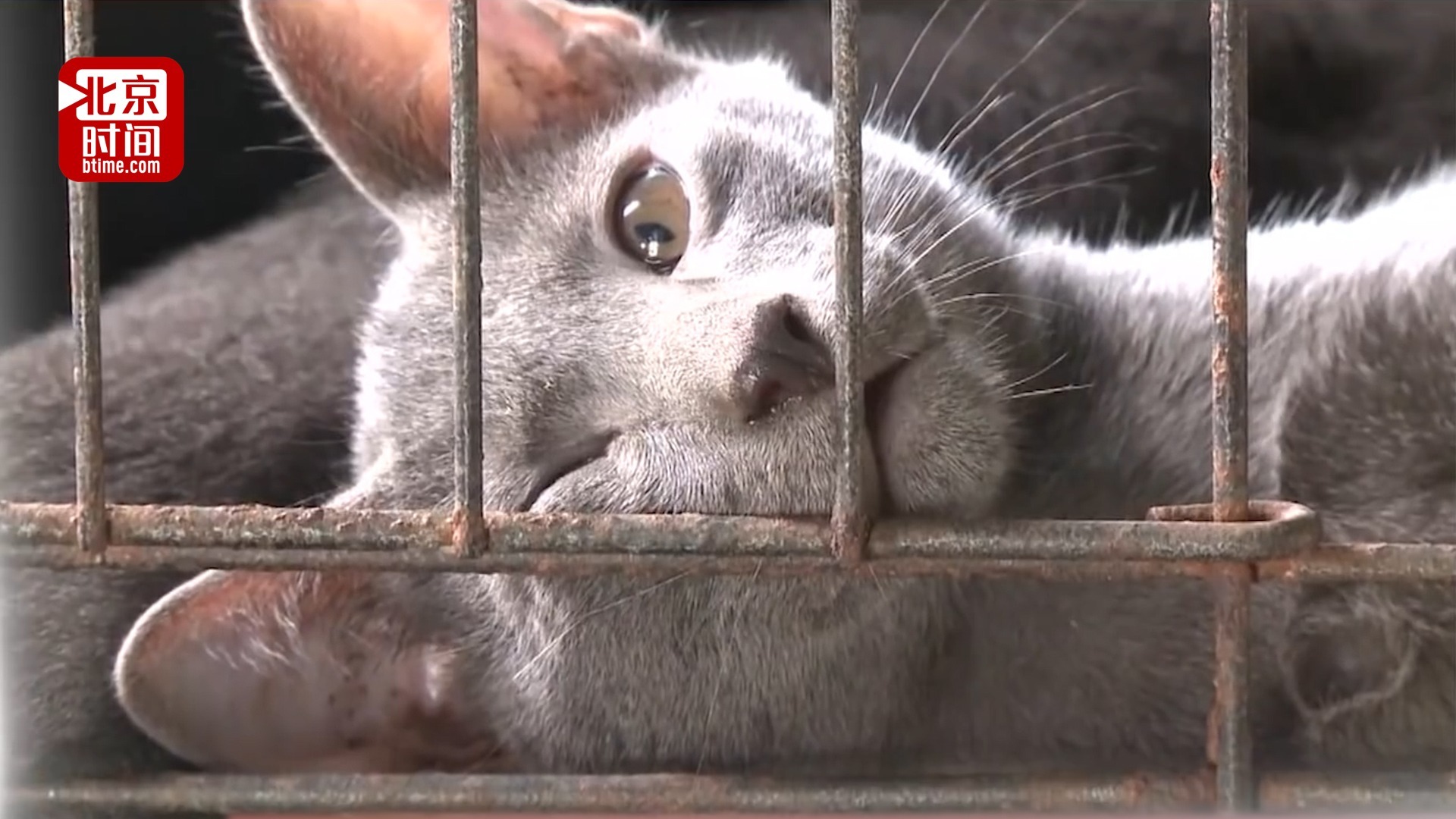 骇人!美国被爆从中国等多国买猫狗做残忍实验:用猫狗尸体喂猫和老鼠 骇人!美国被爆从中国等多国买猫狗做残忍实验:用猫狗尸体喂猫和老鼠