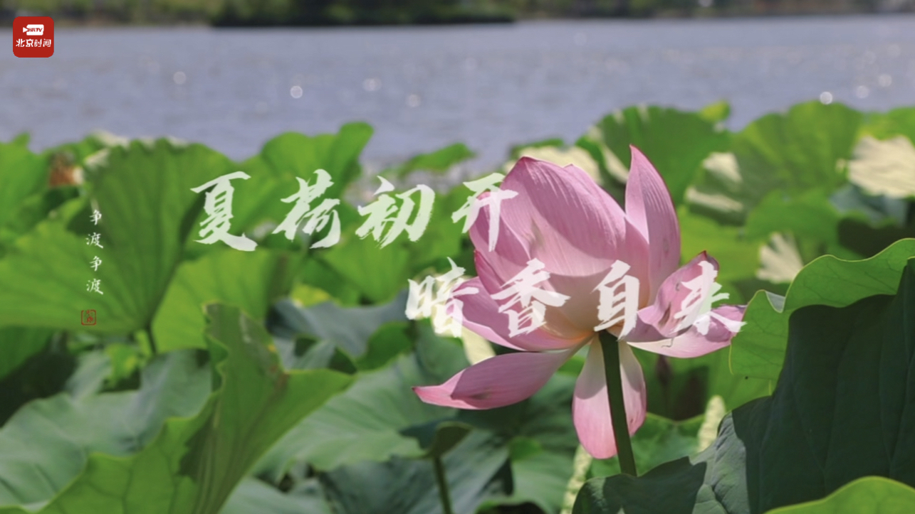 妫水河畔 荷花恣意绽放阵阵荷香扑鼻～