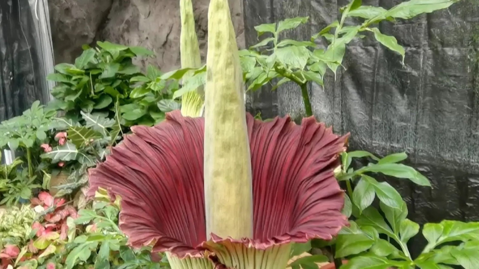 世界首次!国家植物园巨魔芋集体开花 世界首次!国家植物园巨魔芋集体开花