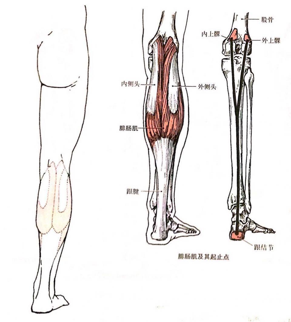 如何有效瘦小腿肚,告别萝卜腿? 如何有效瘦小腿肚,告别萝卜腿?
