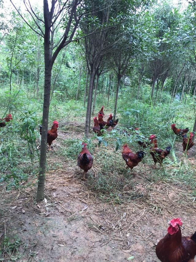 农村新手养鸡人哭诉:我害怕那两只拦路虎!-北