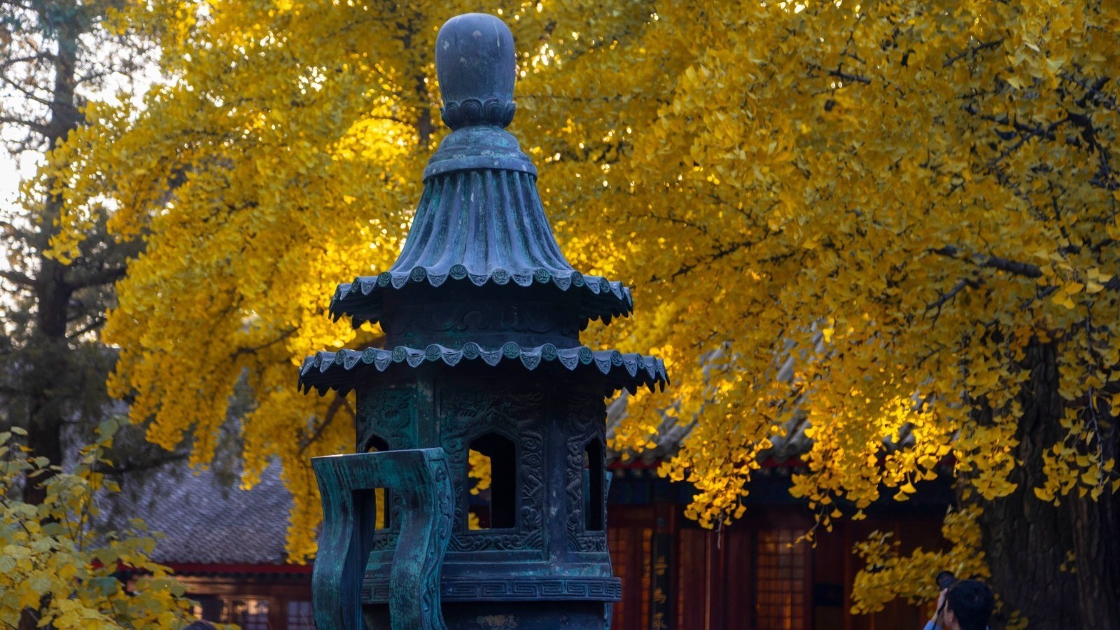 红螺寺千年雌雄银杏进入最佳赏叶期 红螺寺千年雌雄银杏进入最佳赏叶期