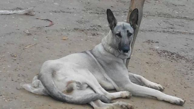 国人俗称的大狼狗是什么犬种?网友:精英中的王牌!