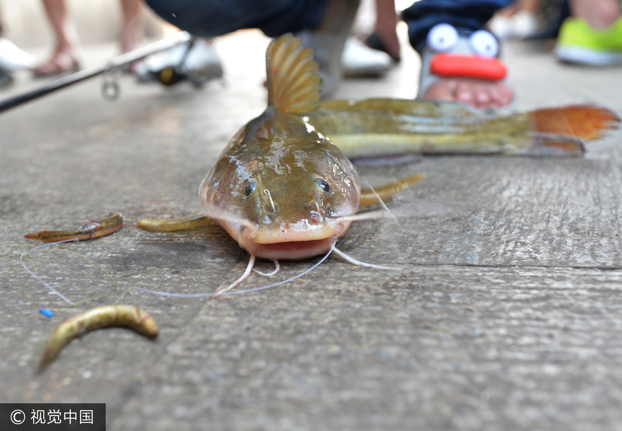 武汉一市民钓到奇特"老鼠鱼" 鱼嘴有长须