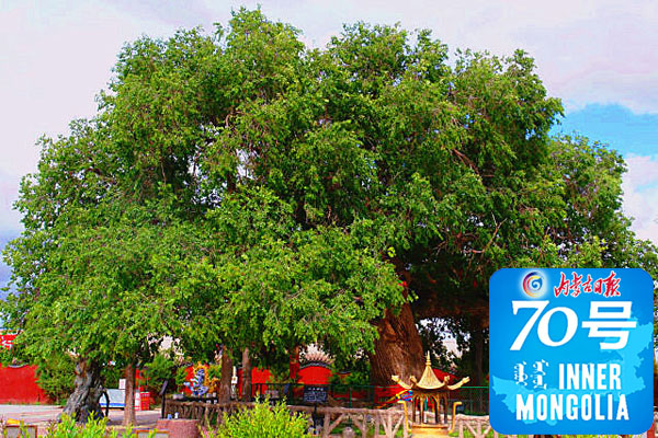 遐迩的古榆园,园内生长着一棵古老而神奇的参天古榆,当地人称"榆树王"