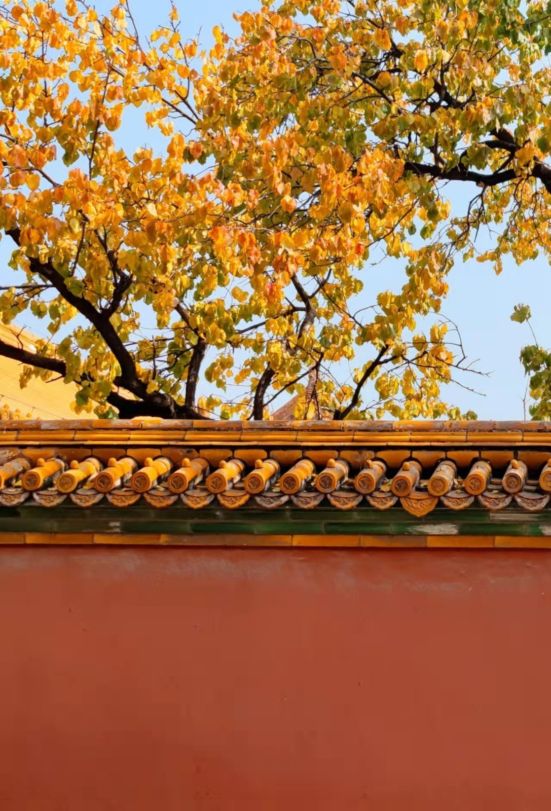 秋意犹未尽,坤宁宫中红墙黄瓦彩叶俏