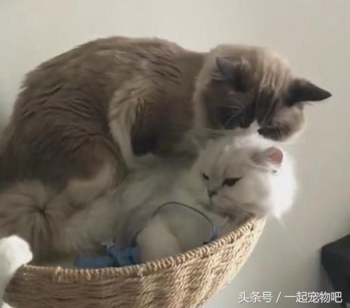 猫咪情侣卿卿我我,单身猫:老子就这么盯着你,看
