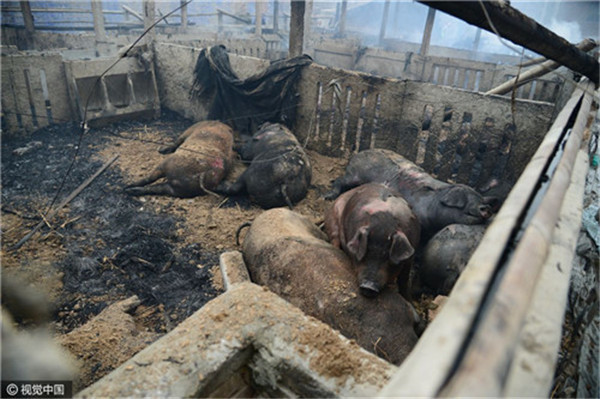 山东聊城一猪舍失火 近百头活猪被烧死