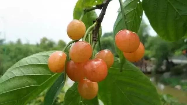 北碚的樱桃红了,周末去边摘边吃啊!