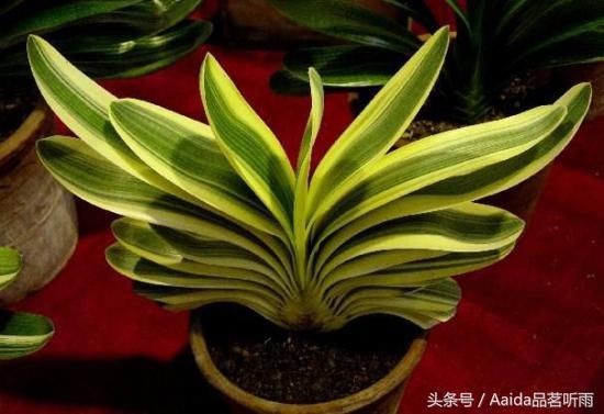 君子兰哪个品种最贵,短叶油匠高达9999万元