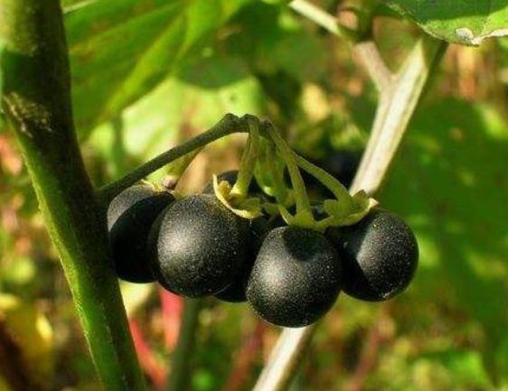 农村中抬眼可见的小野果,小朋友曾经用来当零食,却不知毒性很大