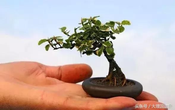 把盆景玩弄于股掌之上