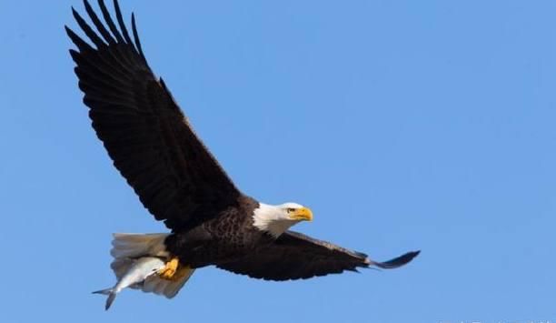 鹰和雕到底有什么区别?其实很多人都傻傻分不