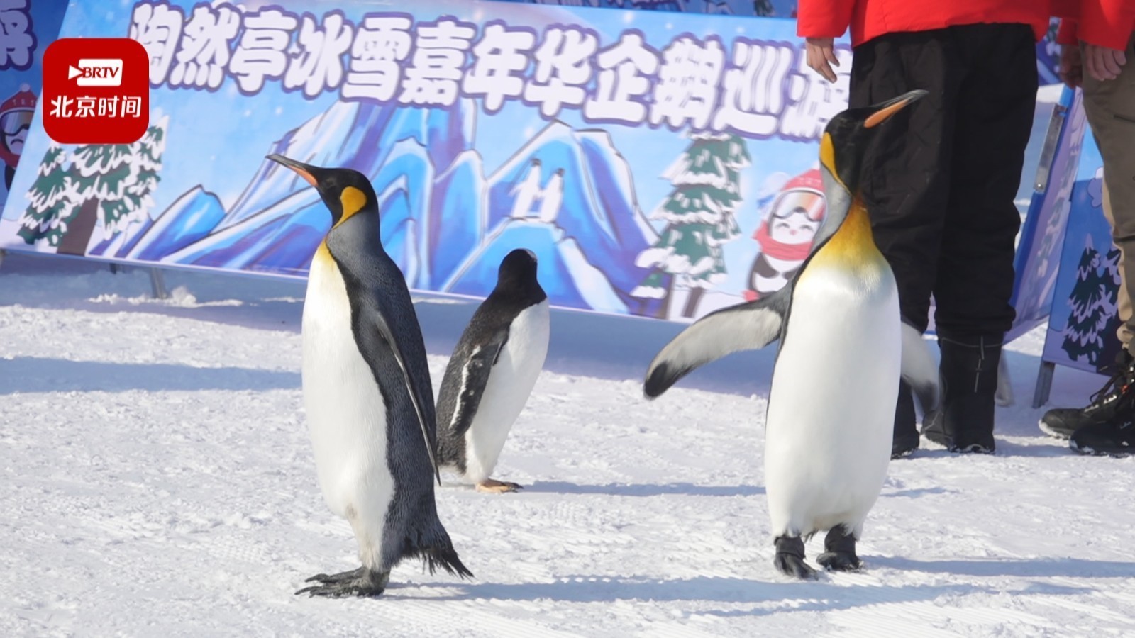 陶然亭公园冰雪嘉年华开幕！新增企鹅巡游、水晶城堡冰滑梯等游乐项目