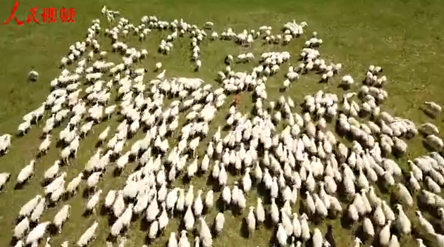 【新时代·幸福美丽新边疆】航拍西乌珠穆沁：绿草如海，羊群如云