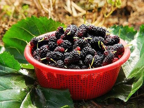 唐三镜曾楚晴:白酒泡桑葚酒方法,功效与作用