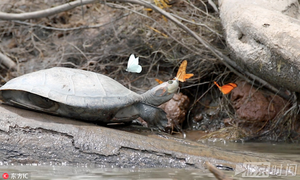 因为远离海洋，在亚马逊西部雨林地区，钠是一个非常稀缺的元素，而当地的蝴蝶又非常需要钠物质来帮助它们成功繁殖后代。