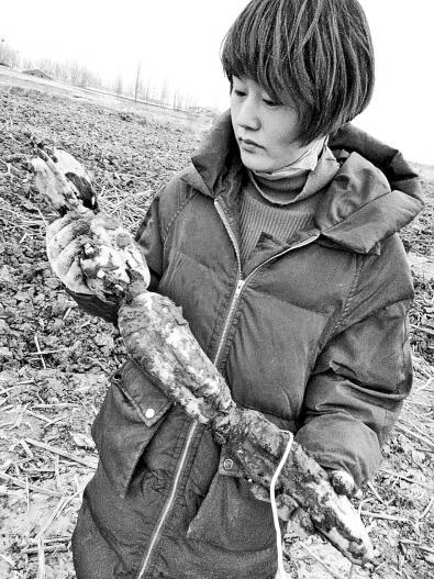 肖慧芳拿着自家的藕,很是担忧.