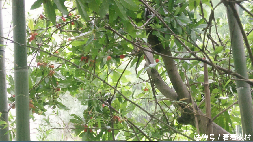 农村的杨梅红了,农民朋友告诉你,杨梅虽爽口,但