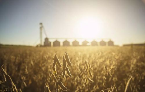 贸易战进行时:我们可以抵制美国大豆,但转向巴