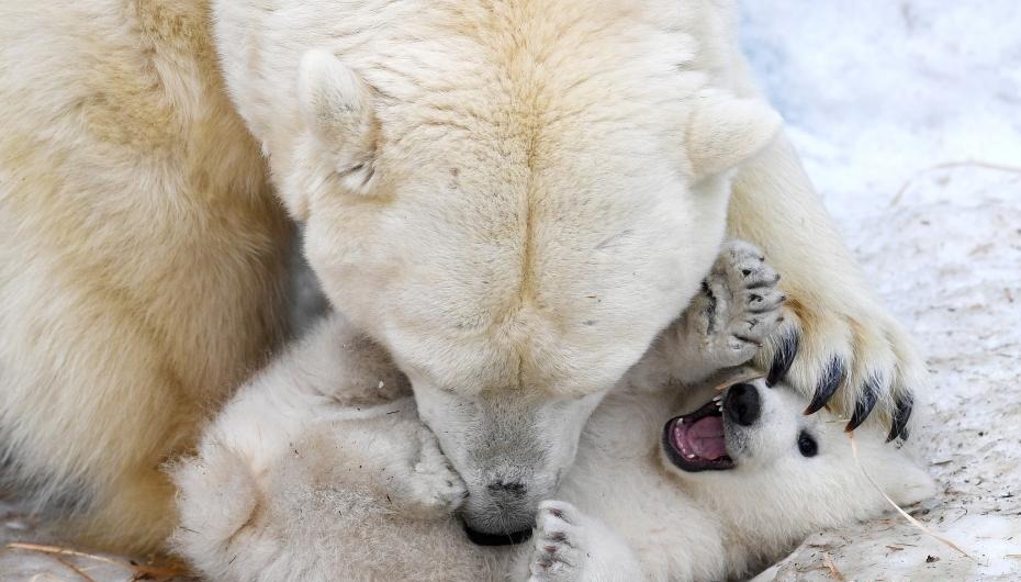 俄动物园北极熊宝宝挤妈妈怀里喝奶 画面温馨