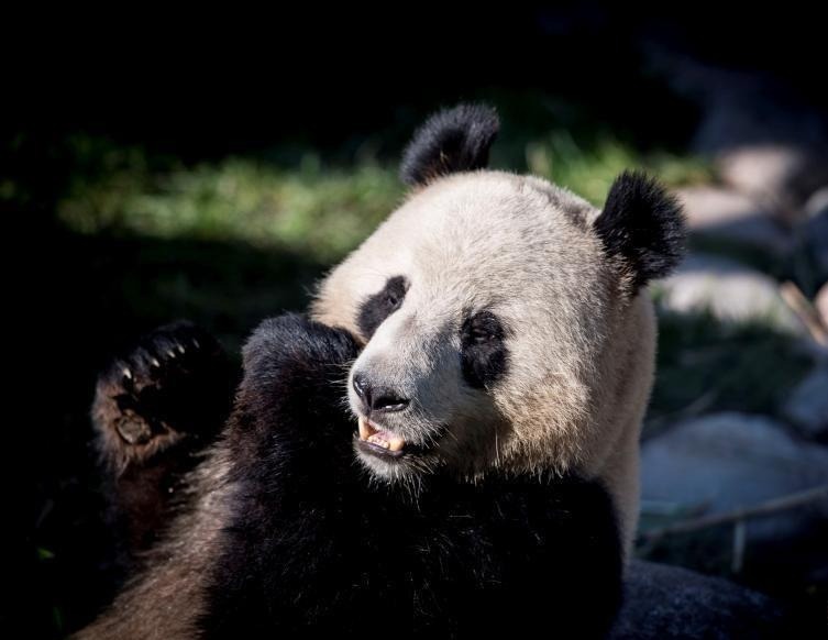 大熊猫正式亮相丹麦动物园 女王剪彩欢迎