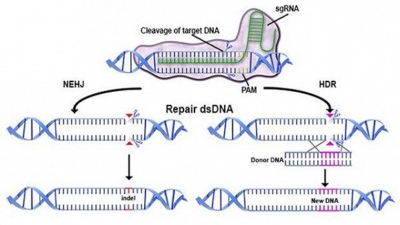 crispr/cas9技术