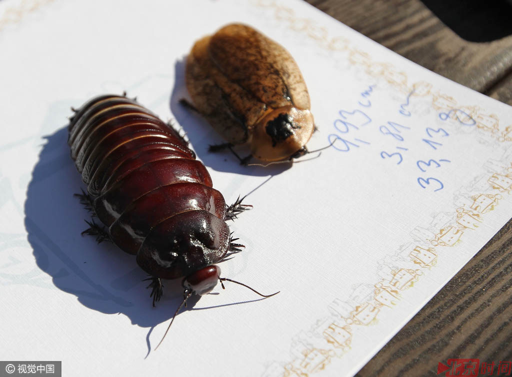 捷克惊险超级小强!世界最大蟑螂长近10厘米