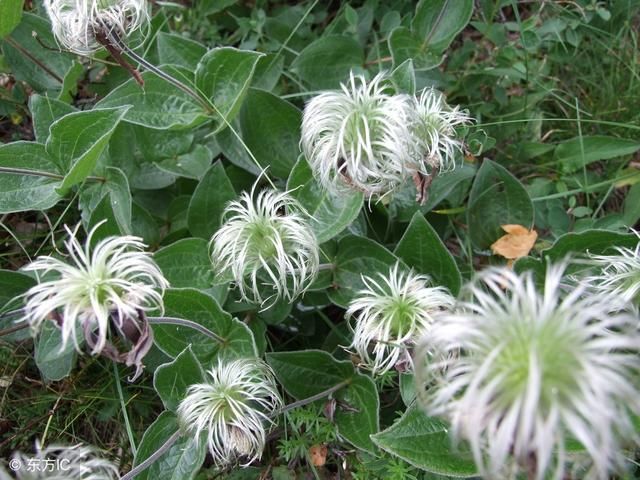 软装设计 风水植物各有各的摆法 雪花新闻 软装设计 风水植物各有各的摆法 雪花新闻