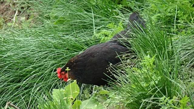 14岁男孩身高158厘米 因吃了一年半的小公鸡